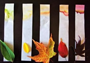科学小实验 | 树叶为什么会变色？